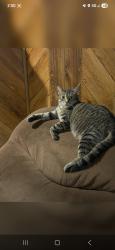 Lost Male Cat last seen Hwy M, Wright City, MO 63390