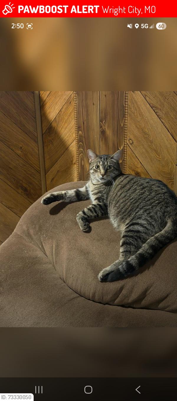 Lost Male Cat last seen Hwy M, Wright City, MO 63390