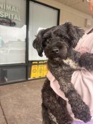 Found/Stray Male Dog last seen Buchanan road, Pittsburg, CA 94509