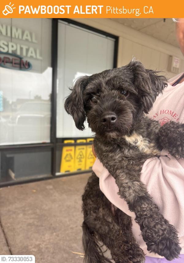 Found/Stray Male Dog last seen Buchanan road, Pittsburg, CA 94509