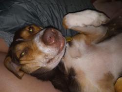 Lost Female Dog last seen Clear water and Pershing, Bastrop, TX 78602