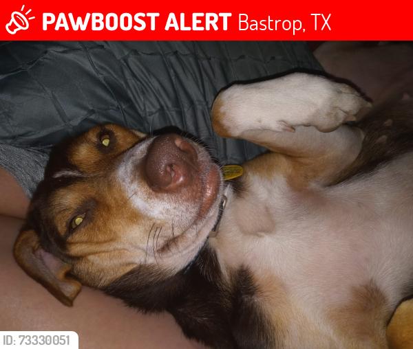 Lost Female Dog last seen Clear water and Pershing, Bastrop, TX 78602