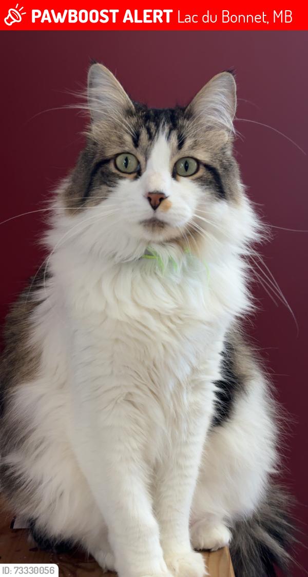 Lost Male Cat last seen Birch Street, Lac du Bonnet, Lac du Bonnet, MB 