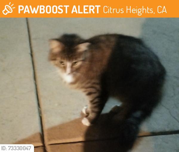 Found/Stray Unknown Cat last seen Greenback & Van Maren, Citrus Heights, CA 95621
