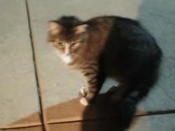 Found/Stray Unknown Cat last seen Greenback & Van Maren, Citrus Heights, CA 95621