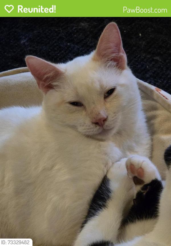 Reunited Male Cat last seen Oatfield and Stonehill, Gladstone, OR 97027