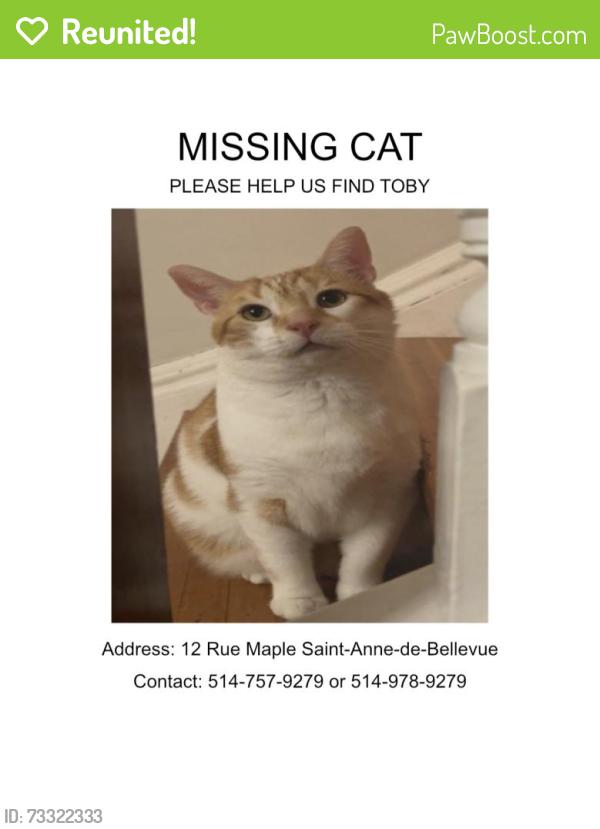 Reunited Male Cat last seen Rue St-George, Rue Ste-Anne & Montée Ste-Marie, Sainte-Anne-de-Bellevue, QC H9X 2E4