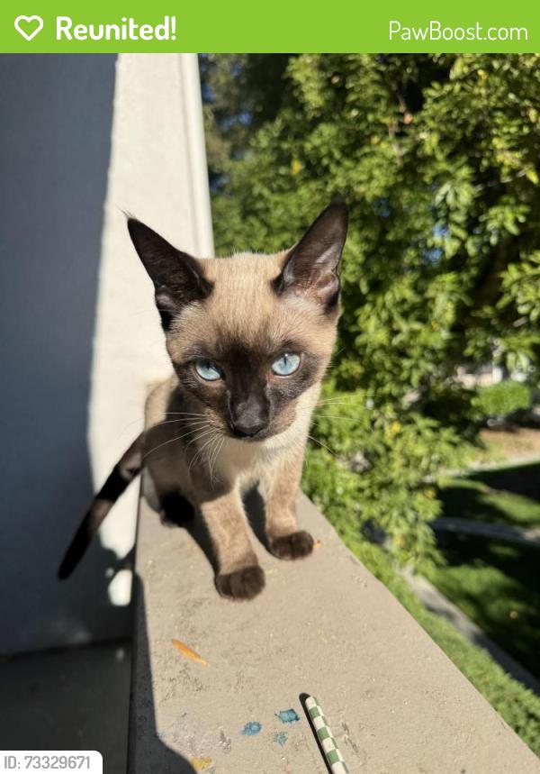 Reunited Female Cat last seen Payne and Eden, San Jose, CA 95117