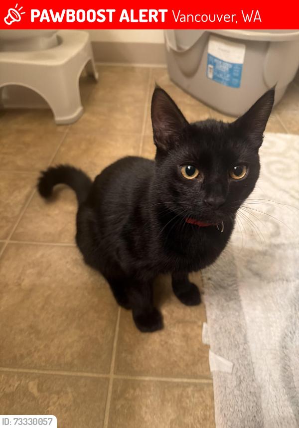 Lost Male Cat last seen Near E Mill Plain Blvd by campus park apartments, Vancouver, WA 98661