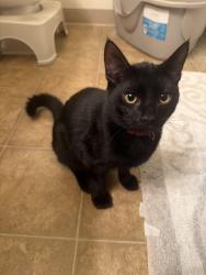 Lost Male Cat last seen Near E Mill Plain Blvd by campus park apartments, Vancouver, WA 98661