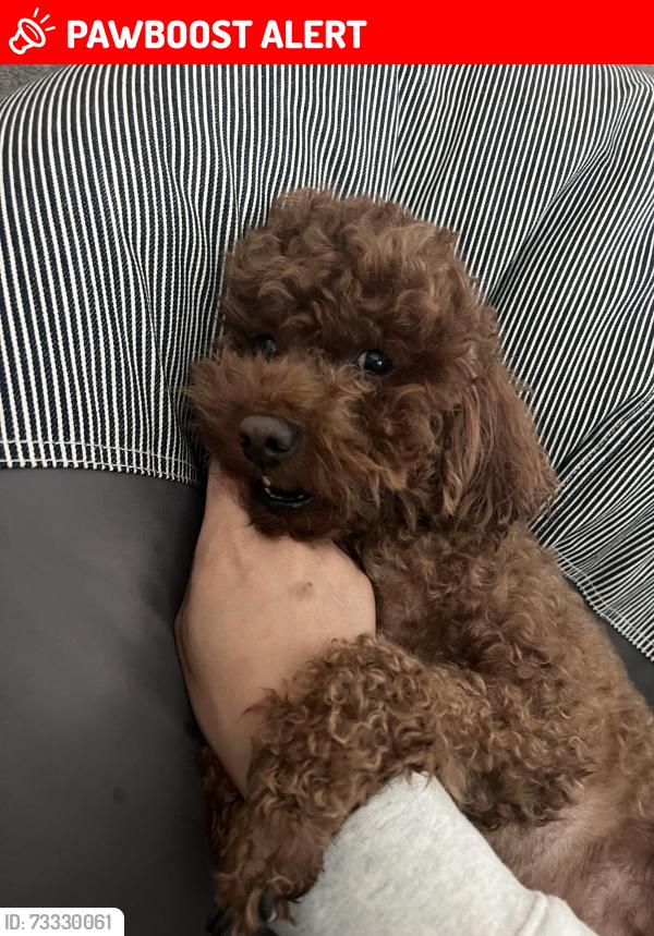Lost Male Dog last seen Santa Bianca dr, Hacienda Heights, CA 91745