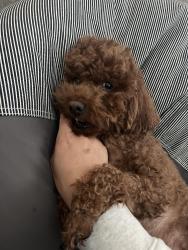 Lost Male Dog last seen Santa Bianca dr, Hacienda Heights, CA 91745