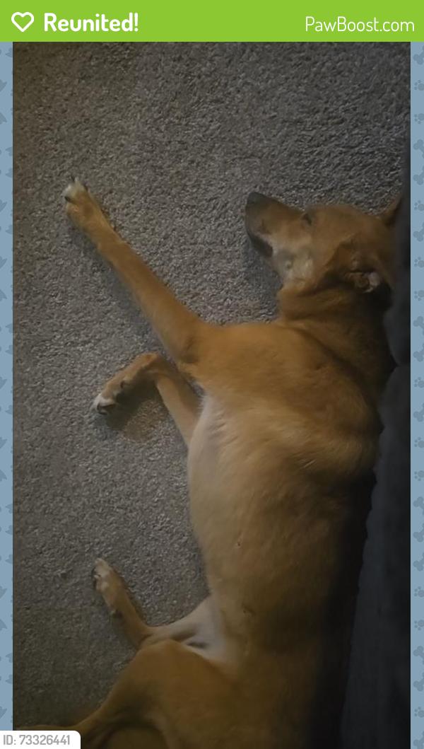 Reunited Female Dog last seen Indian Lake apmts, Mishawaka, IN 46545