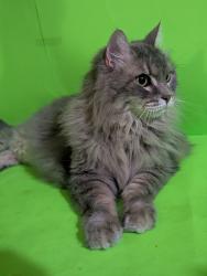 Reunited Female Cat last seen 58th St and Main St, The Windemere Hotel, 5750 E Main St, Mesa 85205, Mesa, AZ 85205