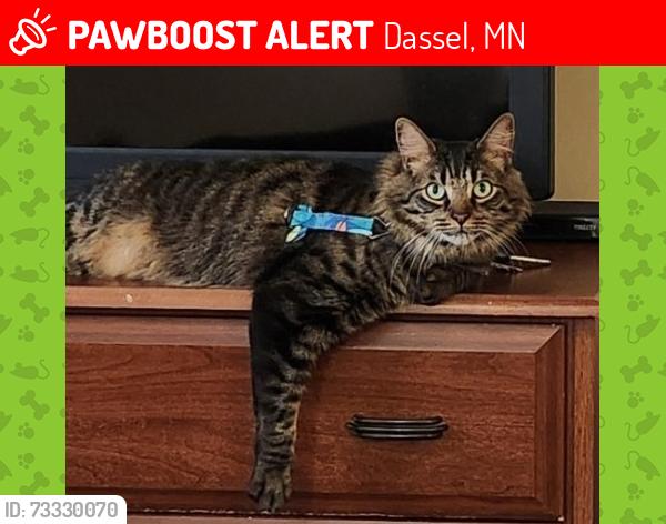 Lost Male Cat last seen Near Atlantic Ave E Dassel, mn, Dassel, MN 55325