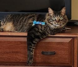 Lost Male Cat last seen Near Atlantic Ave E Dassel, mn, Dassel, MN 55325