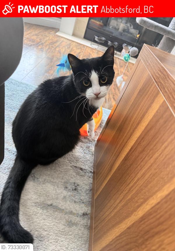 Lost Male Cat last seen Ware-Robertson ave, Abbotsford, BC 
