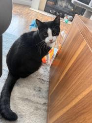 Lost Male Cat last seen Ware-Robertson ave, Abbotsford, BC 