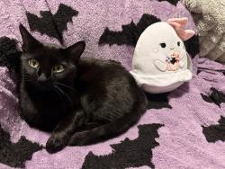 Lost Female Cat last seen Near everett st, Manchester, NH 03104