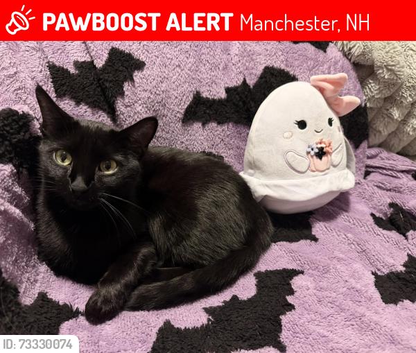 Lost Female Cat last seen Near everett st, Manchester, NH 03104