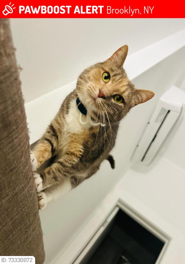 Lost Female Cat last seen Between 7th and 8th avenues, near P.S.10, Brooklyn, NY 11215