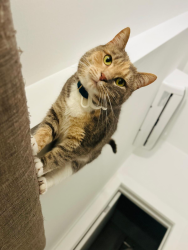 Lost Female Cat last seen Between 7th and 8th avenues, near P.S.10, Brooklyn, NY 11215