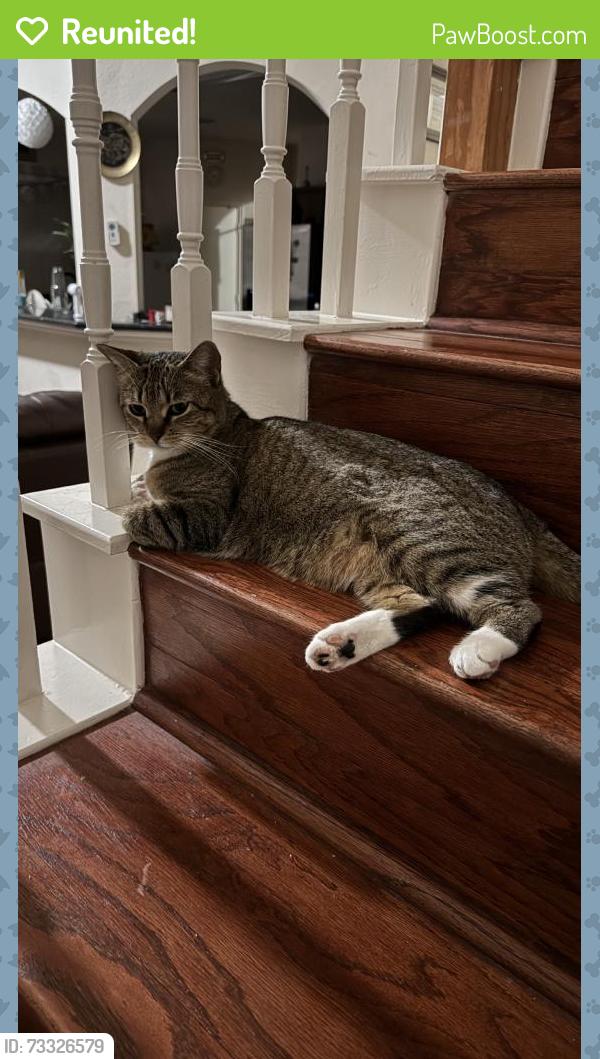 Reunited Female Cat last seen Near Quiet Brook Ln, Richmond, TX 77406, USA, Richmond, TX 77406