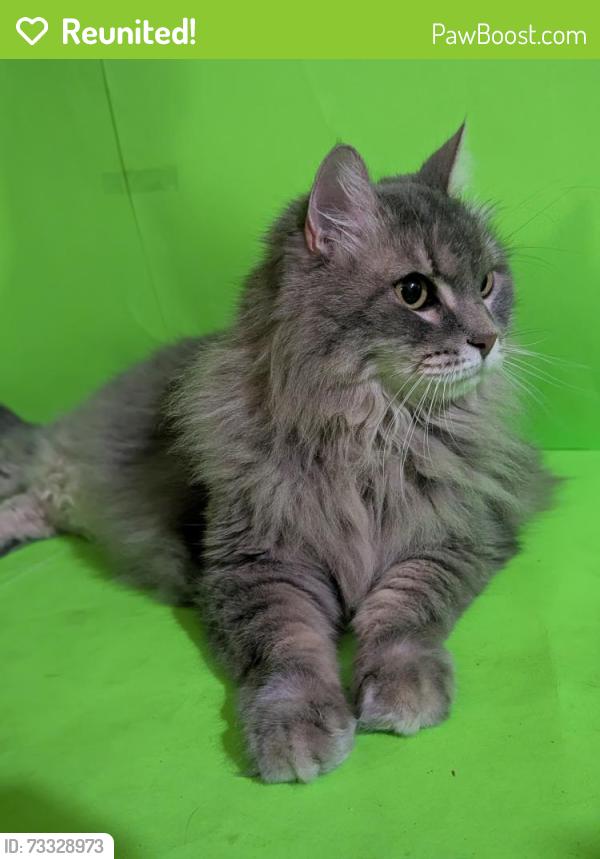 Reunited Female Cat last seen 58th St and Main St, The Windemere Hotel, 5750 E Main St, Mesa 85205, Mesa, AZ 85205