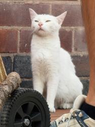 Lost Female Cat last seen Free parking and tesco, Codnor, England DE5 9QY