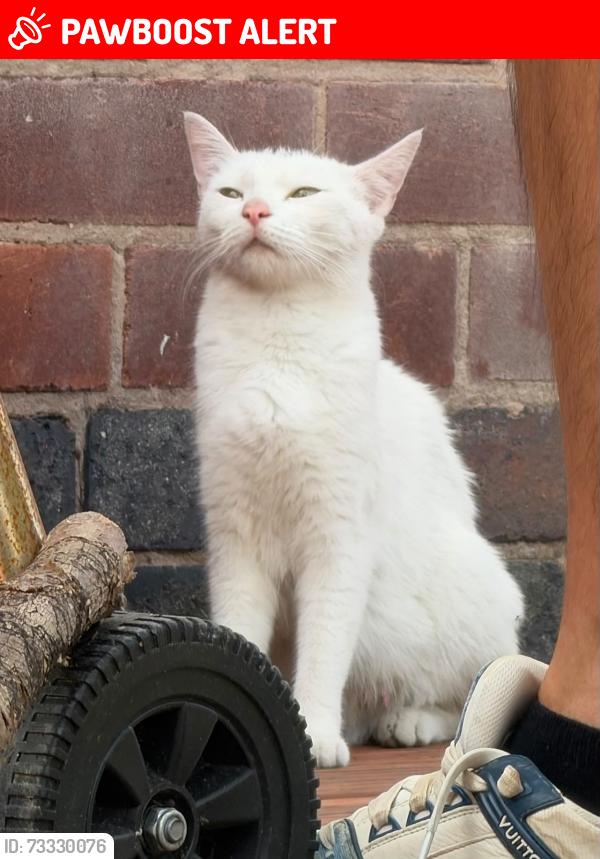 Lost Female Cat last seen Free parking and tesco, Codnor, England DE5 9QY