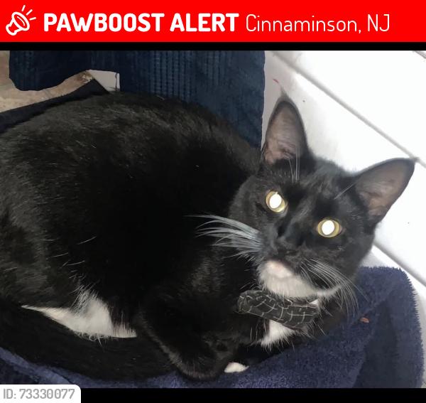 Lost Male Cat last seen Near church road Cinnaminson Nj, Cinnaminson, NJ 08077