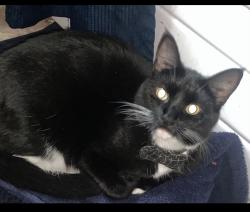 Lost Male Cat last seen Near church road Cinnaminson Nj, Cinnaminson, NJ 08077