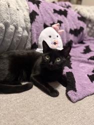 Lost Female Cat last seen Everett Street and Waldo, Manchester, NH 03104
