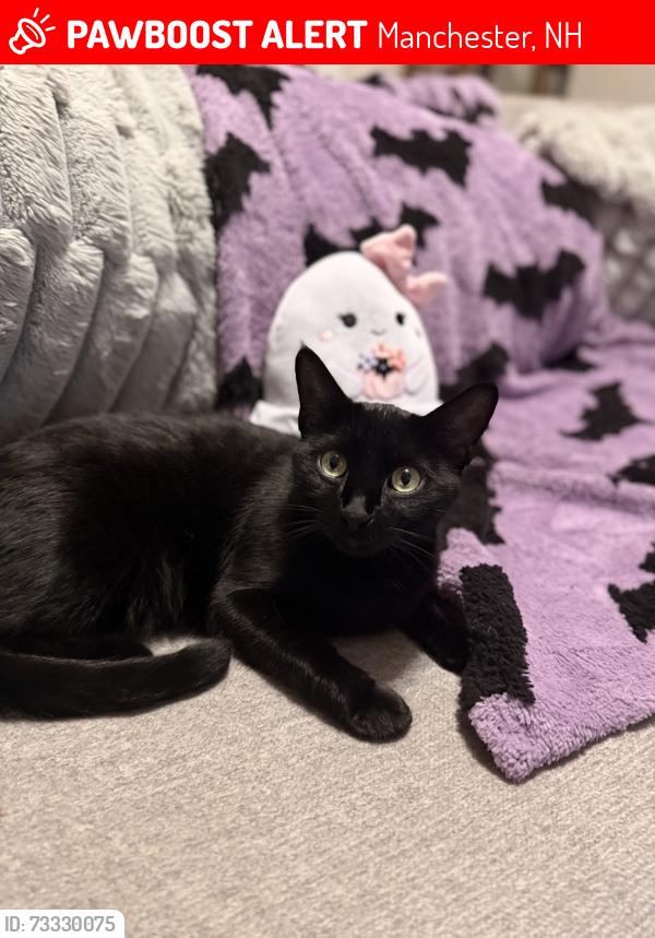 Lost Female Cat last seen Everett Street and Waldo, Manchester, NH 03104