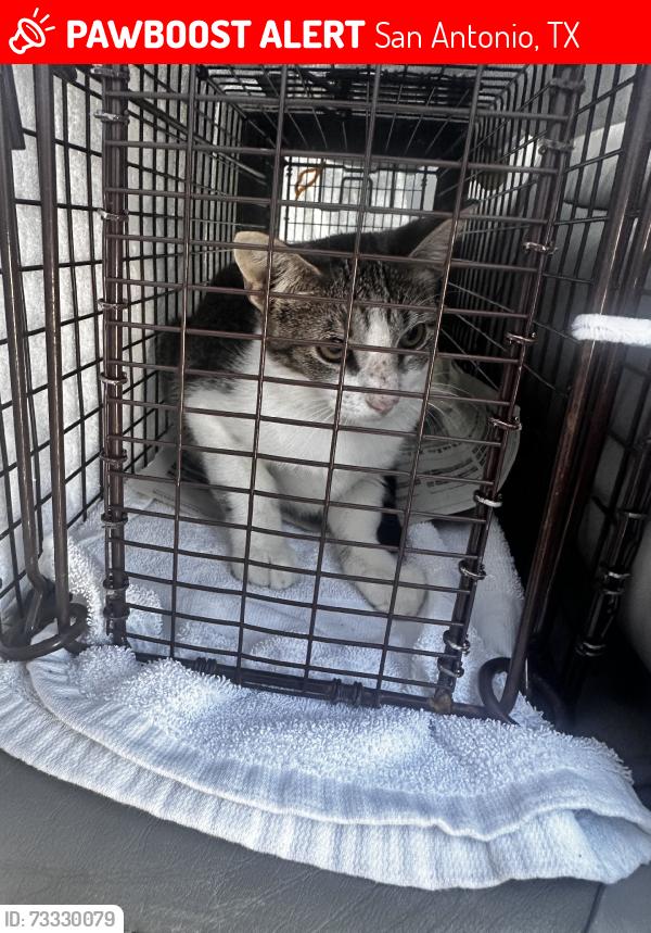 Lost Female Cat last seen Church across the Columbia heights elementary, San Antonio, TX 78211