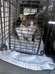 Lost Female Cat last seen Church across the Columbia heights elementary, San Antonio, TX 78211