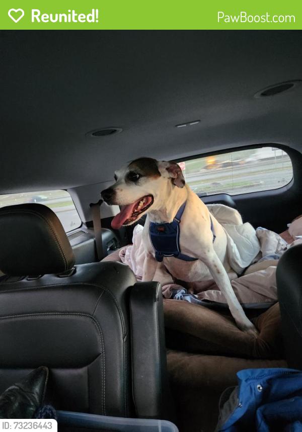 Reunited Male Dog last seen Hibberd and OH 48, Washington Township, OH 45458