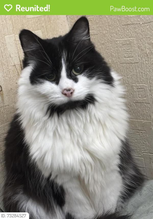 Reunited Male Cat last seen Greenacres backyard, Greenacres, England OL4 2DN