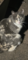Reunited Female Cat last seen Nottingham Crescent, Chipping Norton NSW, Chipping Norton, NSW 2170