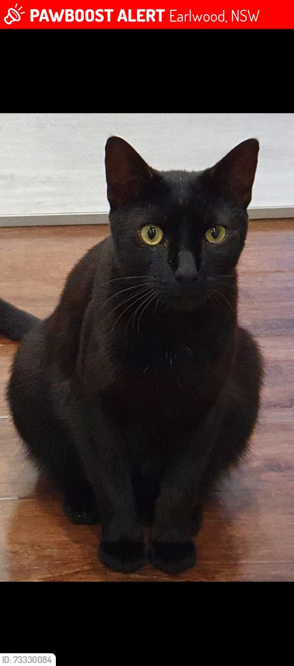 Lost Male Cat last seen Wanstead Avenue, Earlwood, NSW 2206