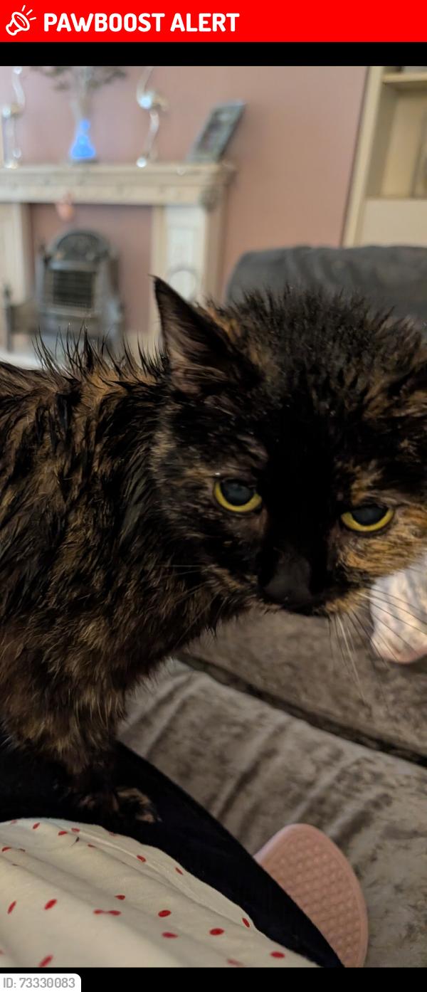Lost Female Cat last seen York road / Brunswick Road, Brighton and Hove, England BN3 1DJ