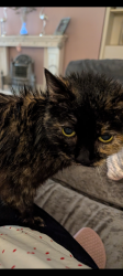 Lost Female Cat last seen York road / Brunswick Road, Brighton and Hove, England BN3 1DJ
