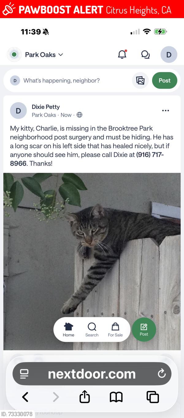 Lost Male Cat last seen Sprouts at corner of Greenback and Sunrise., Citrus Heights, CA 95610