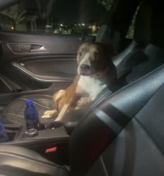 Found/Stray Female Dog last seen Right in front of Riggins Ridge on Feldwood rd, Fulton County, GA 30349
