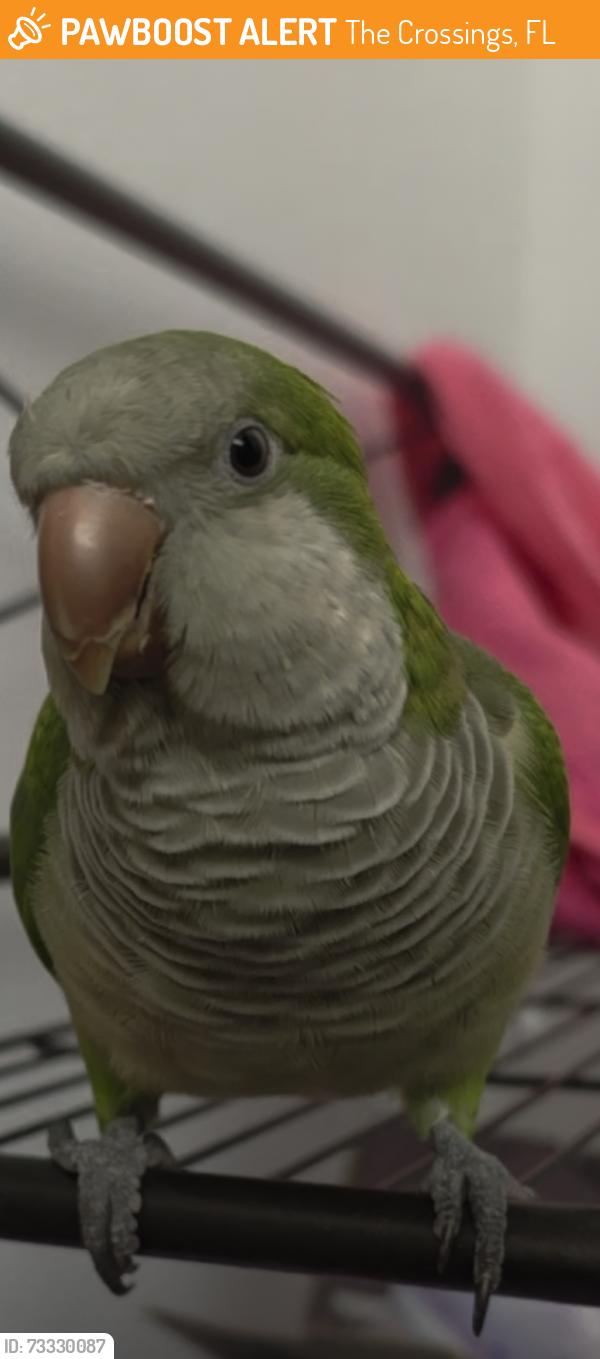 Found/Stray Unknown Bird last seen In three Crossings park, The Crossings, FL 33186