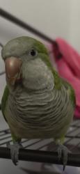 Found/Stray Unknown Bird last seen In three Crossings park, The Crossings, FL 33186