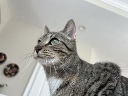 Lost Female Cat last seen Jerome village Hyland run, Plain City, OH 43064