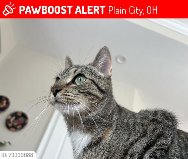 Lost Female Cat last seen Jerome village Hyland run, Plain City, OH 43064