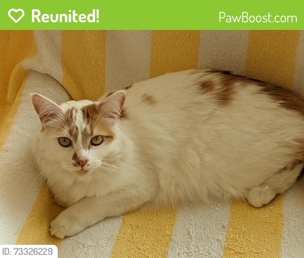 Reunited Male Cat last seen Rangeview Dr & Lakecrest Circle, North Tustin, CA 92705