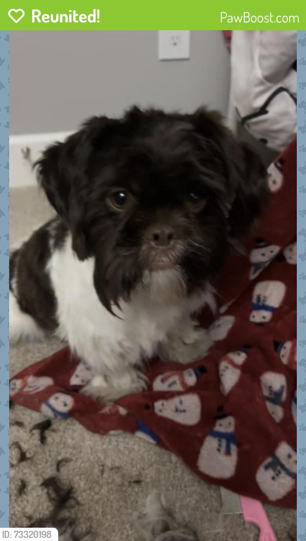 Reunited Female Dog last seen 200th st sw, Lynnwood, WA 98036